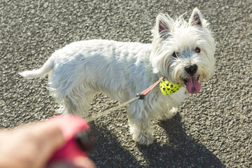 west highland white terrier dog on leash