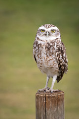 Burrowing owl, Athene Cunicularia, perched on a fence post with a green background.