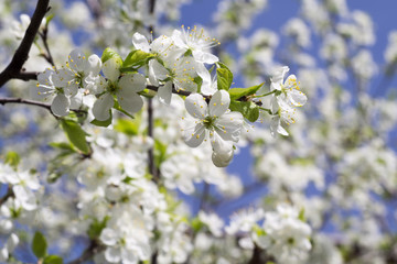White Blossom in Spring