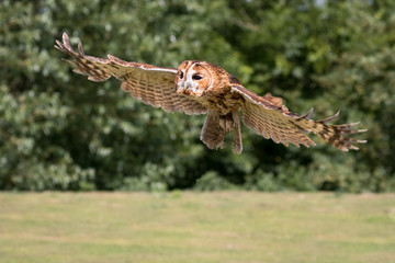 Tawny Owl in flight with green foliage background