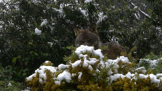  Iberian wolf behind the bushes snow   