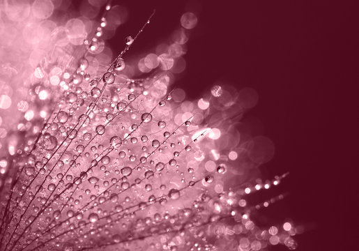 Glittering water drops in a beautiful dandelion