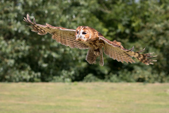Tawny Owl in flight with green foliage background