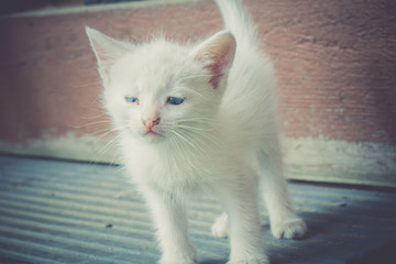 White Kitten Portrait Retro
