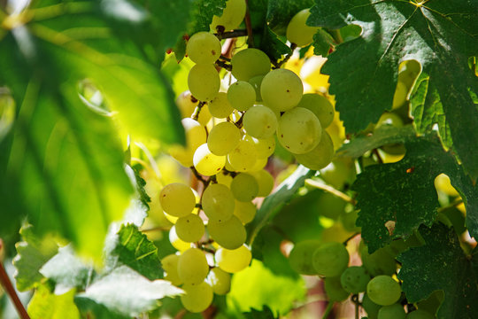 Large bunch of white wine grapes hang from a vine. Winemaking