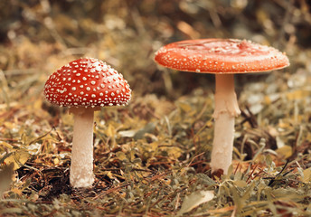 Red toadstools in the wood