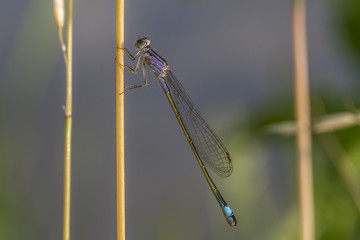 Große Pechlibelle (Ischnura elegans) sitzt an einem Grashalm