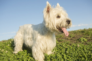 west highland white terrier a very good looking dog