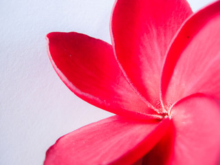 red Champa flower