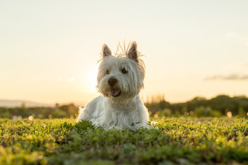 west highland white terrier a very good looking dog
