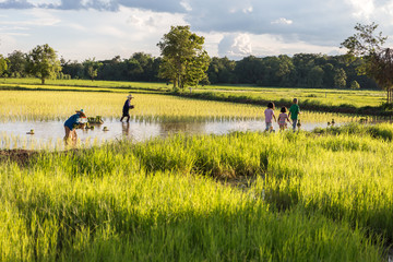 Thailand - August 09 : Farmer plant the rice and their children