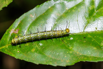 Caterpillar of great Assyrian (Terinos atlita) butterfly