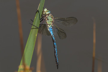 Große Königslibelle (Anax imperator)