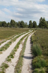 Obraz premium Sandweg durch die Heide