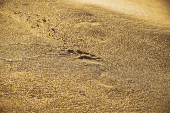 Footsteps on the beach by the sea in summer.