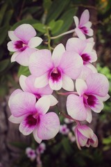 Vintage orchid flowers
