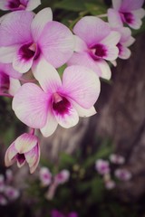 Vintage orchid flowers