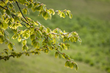 twig with leaves