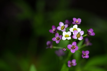 Obraz premium Small multi-colored flowers on a green background
