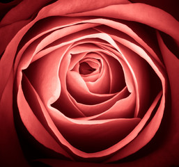 The core of the rosebud. background.