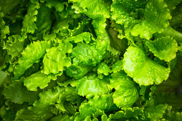 fresh lettuce leaves after rain