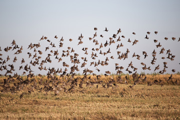 the flight of birds 4