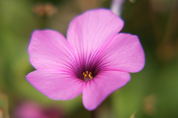 petunia   (Petunia)
