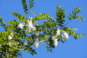acacia