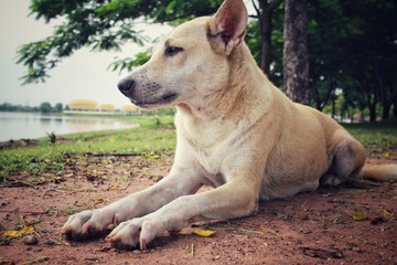 Dog looking in the park