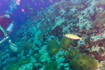Scuba Diver on coral reef in clear blue water