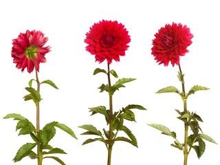 Printed roller blinds Dahlia red dahlia on a long stalk