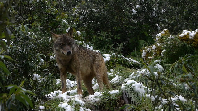  nervous wolf in the snow inside the Mediterranean forest 