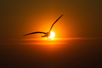 Seagulls flying  at sunset
