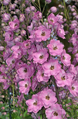 Pink delphinium flowers
