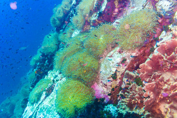 Tropical Fish on Coral Reef for diving at South West Pinnacle on