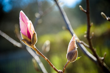 primavera in fiore