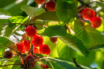 Obraz premium Cherries on tree illuminated by sunlight