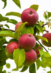 Red ripe apples hanging on the branches of apple