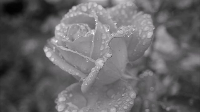 Video f&uuml;r Trauermoment