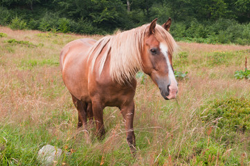 Naklejka na ściany i meble Beautiful chestnut horse grazing in the meadows