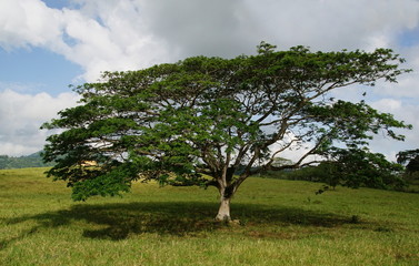 Freistehender Baum