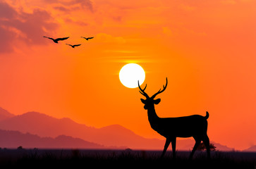 Silhouettes of deer  and eagle fly on sky sunset background