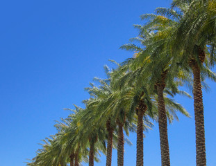Fototapeta premium Palm Trees in a Row