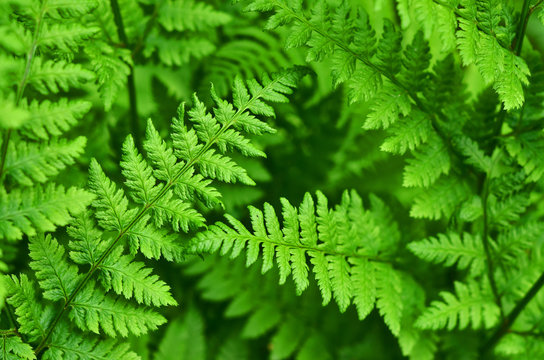 bush of fern