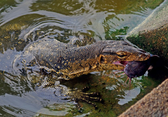 Water monitor caught a catfish, Melaka, Malaysia
