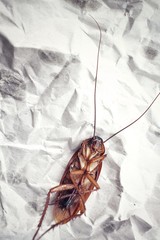 Cockroach