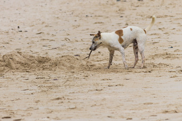 A dog holding a stick on sand beach