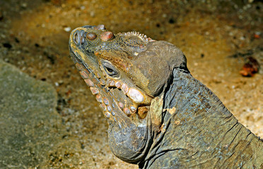 Rhinoceros iguana (Cyclura cornuta)