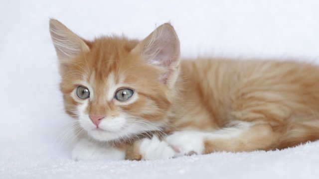 ginger kitten looking around on a white bedspread