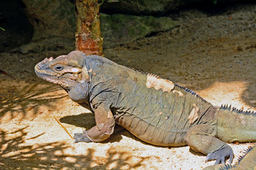 Rhinoceros iguana (Cyclura cornuta)
